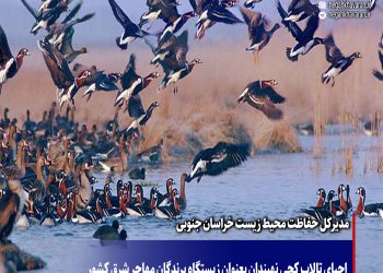 احیای تالاب کجی نهبندان بعنوان زیستگاه پرندگان مهاجر شرق کشور