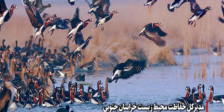 احیای تالاب کجی نهبندان بعنوان زیستگاه پرندگان مهاجر شرق کشور