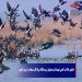 احیای تالاب کجی نهبندان بعنوان زیستگاه پرندگان مهاجر شرق کشور