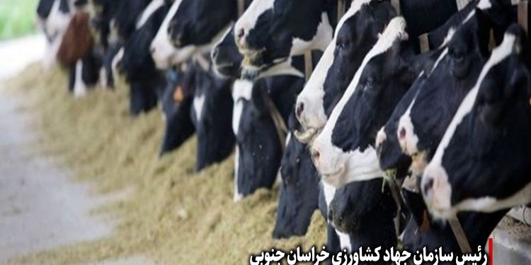 تمدید مهلت پرداخت تسهیلات دامداران در هیئت دولت