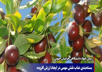 بسته‌بندی عناب نقش مهمی در ایجاد ارزش افزوده محصول دارد و نوآوران در این عرصه حمایت می‌شوند