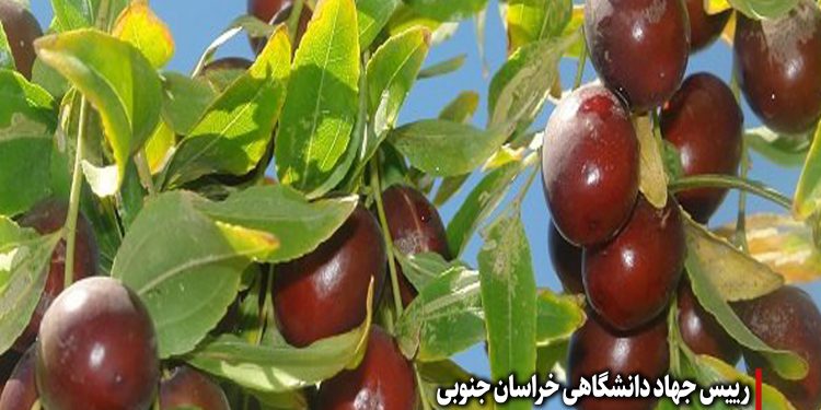 بستهبندی عناب نقش مهمی در ایجاد ارزش افزوده محصول دارد و نوآوران در این عرصه حمایت میشوند