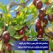 بستهبندی عناب نقش مهمی در ایجاد ارزش افزوده محصول دارد و نوآوران در این عرصه حمایت میشوند